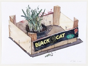 Black cat (Galanthus nivalis), 2015, Aquarell und Graphit auf Hadern
