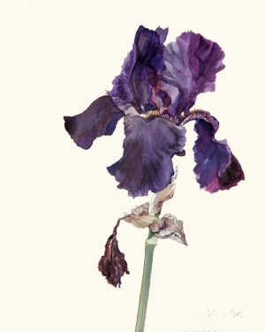 Dunkle Iris 2015, Faksimile-Druck